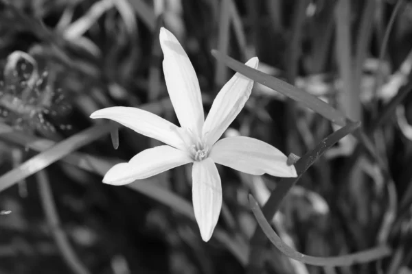 Цветок лилии или лилии на черно-белом фоне — стоковое фото