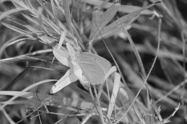 Tek renkli arkaplana sahip böcek