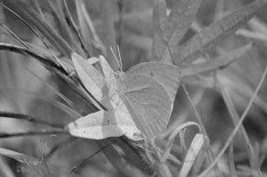 Tek renkli arka planı olan kelebek