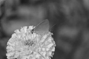 Kadife çiçekleri üzerindeki kelebek siyah ve beyaz arka plandaki bahçeye yaklaşır.