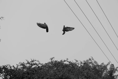 Uçan beyaz güvercin kuşu