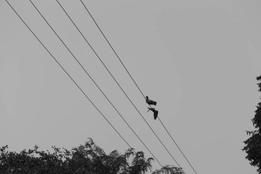 Uçan beyaz güvercin kuşu