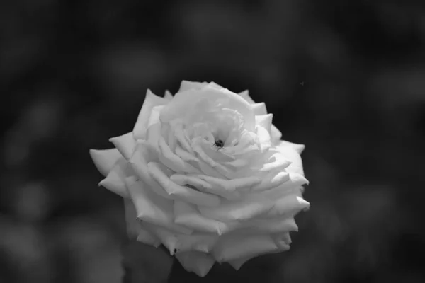 Beyaz gül, siyah beyaz makro — Stok fotoğraf