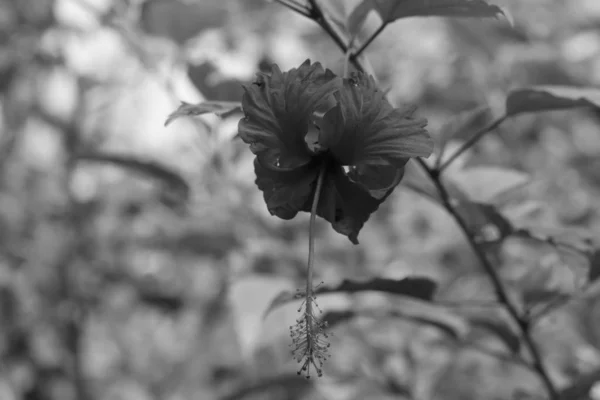 Цветок гибискуса на черно-белом фоне — стоковое фото