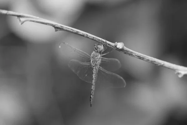 dragon fly