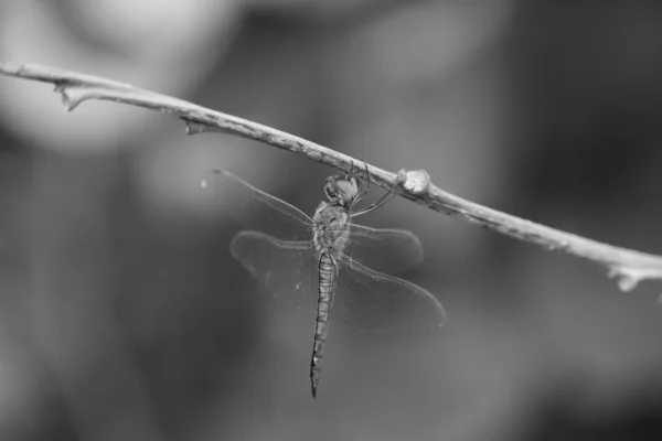 Dragon fly — Stock Photo, Image