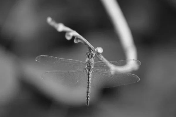 Dragon Fly — Zdjęcie stockowe