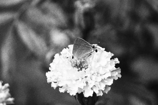 Motýl na marigold květiny zblízka v zahradě na černobílém pozadí — Stock fotografie