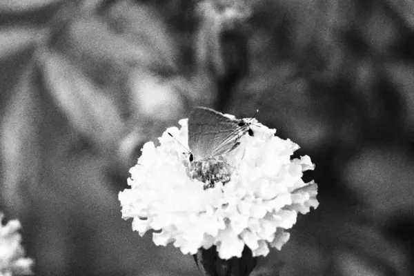 Бабочка на Мэриголд цветы закрываются в саду на монохромном фоне — стоковое фото