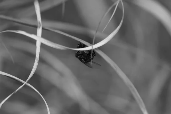 Macro close-up shot van huis vliegen op een zwarte achtergrond — Stockfoto