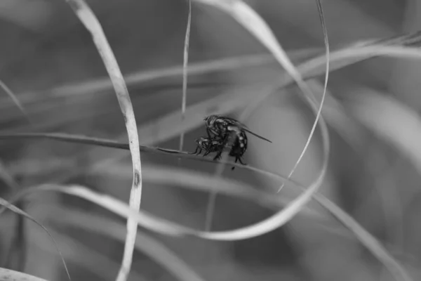 Macro closeup shot of house fly on the monochrome background — 스톡 사진