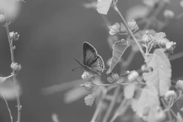 Macro closeup shot of butterfly on the monochrome background — Stock Photo, Image