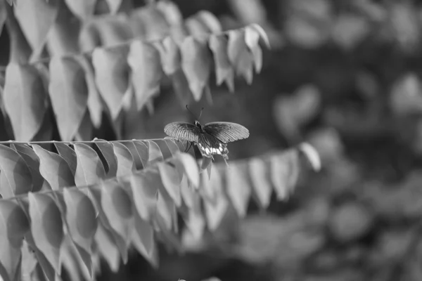 Бабочка на черно-белом фоне — стоковое фото