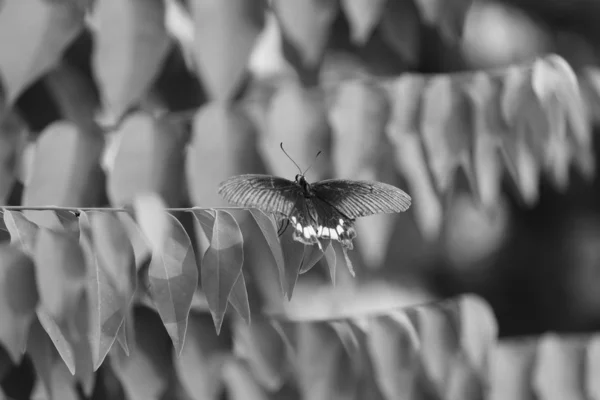 Mariposa sobre un fondo negro — Foto de Stock