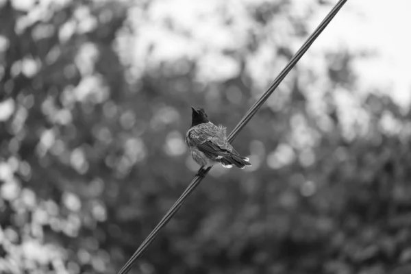 Pájaro sobre el fondo monocromo — Foto de Stock