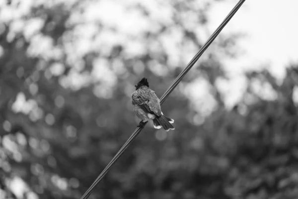 El bulbul de ventilación roja (Pycnonotus cafer) de cerca sobre fondo blanco y negro — Foto de Stock