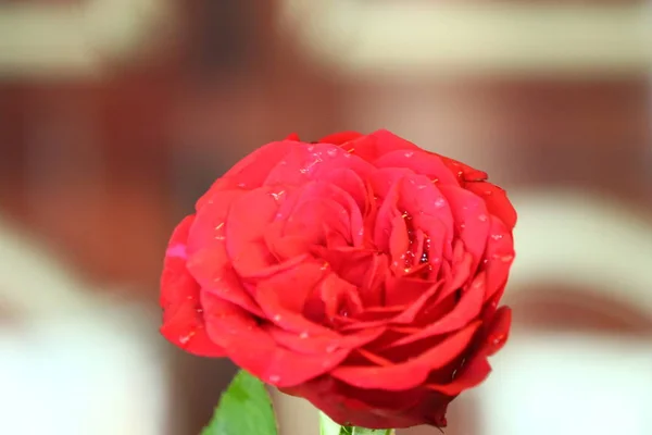 Kırmızı güller arka plan — Stok fotoğraf