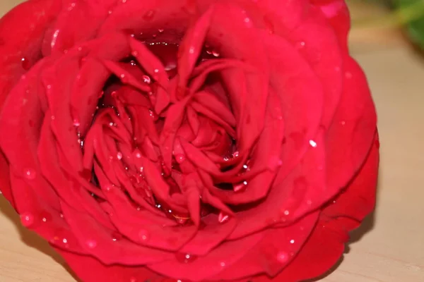 Červené růže květiny s rozmazaným pozadím — Stock fotografie
