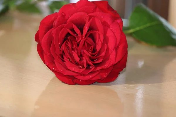 赤いバラの花の背景 — ストック写真
