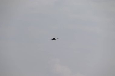 Martı kuş gökyüzünde uçuyor.