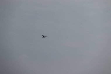 Martı kuş gökyüzünde uçuyor.