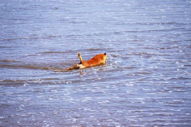 Yazın yüzen bir köpek.