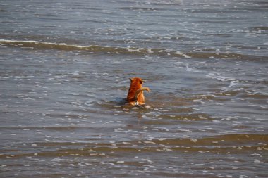 Yazın yüzen bir köpek.