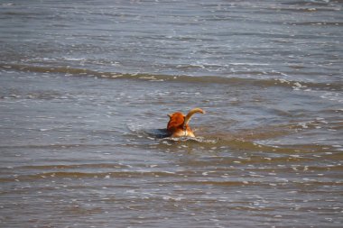 Yazın yüzen bir köpek.