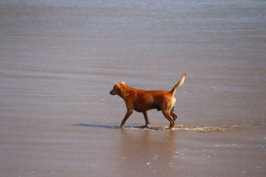 Yazın yüzen bir köpek.