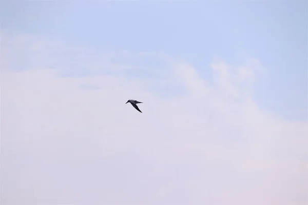 Низький кут зору птахів, що літають на блакитне небо — стокове фото