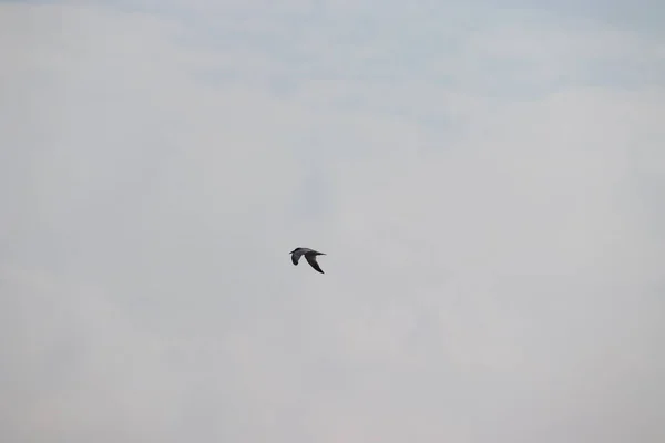 Pássaro-gaivota voando no céu limpo — Fotografia de Stock