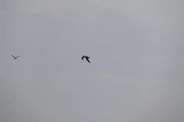 Pájaro gaviota volando en el cielo — Foto de Stock