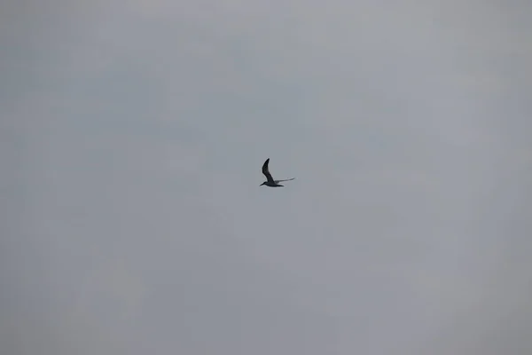 Чайка летит в ясном небе — стоковое фото