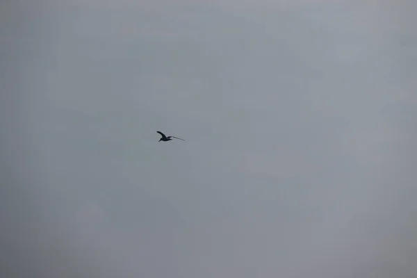 Птица чайки летит в небе — стоковое фото