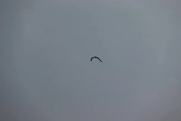 Pássaro voando através de raios de sol brilhando através de nuvens — Fotografia de Stock