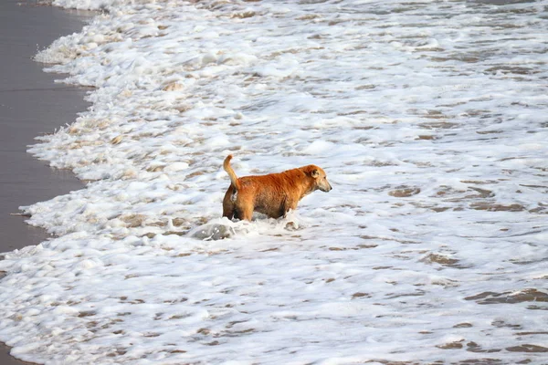 Een hond op het strand staand in de zomer — Stockfoto