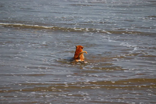 Yazın yüzen bir köpek.