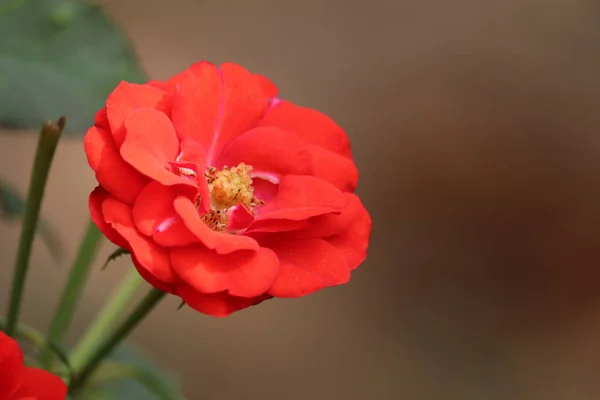 Närbild av röd ros blomma — Stockfoto