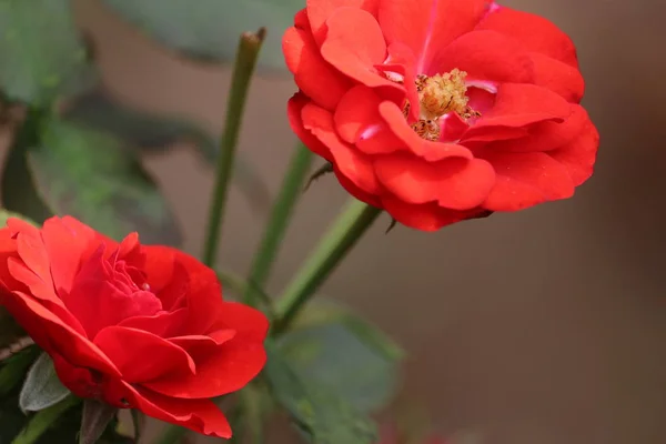 Close up de rosa flor — Fotografia de Stock
