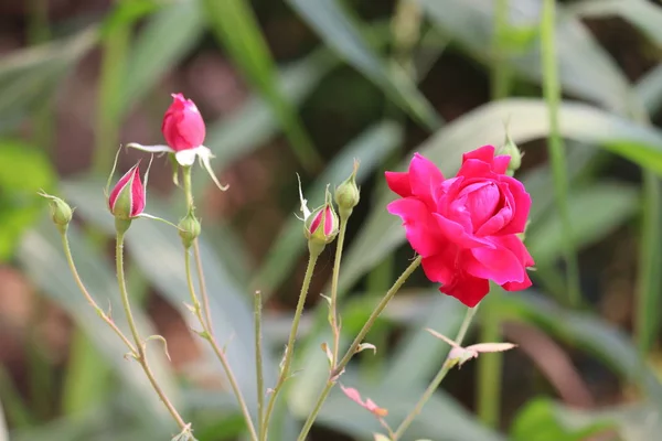 Rosa bonita aumentou no jardim de rosas no verão — Fotografia de Stock