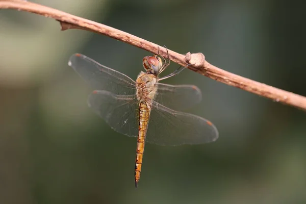 Schöne Libelle und verschwommener Hintergrund — Stockfoto