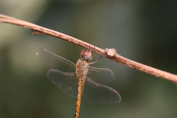 Dragonfly op vertakking van de beslissingsstructuur — Stockfoto