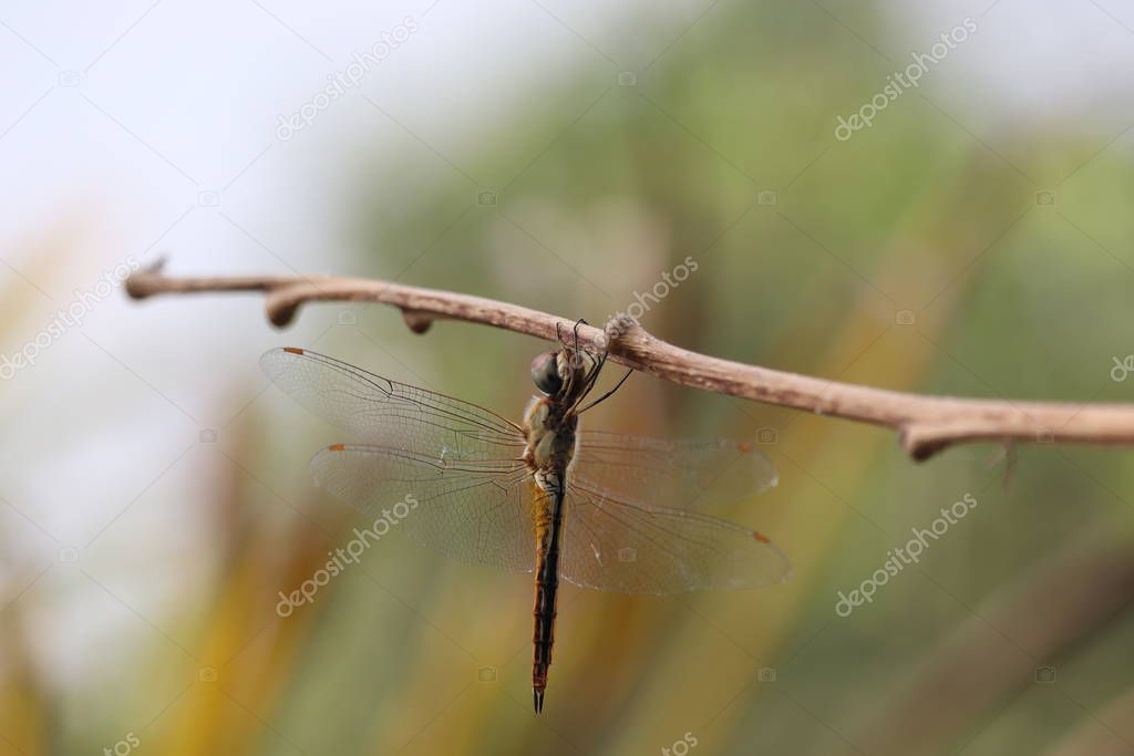 A dragonfly on wood