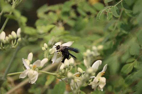 Macro photo of a black wasp — Stock Photo, Image