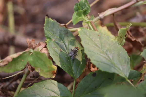 Canlı ev yeşil yaprak üzerinde uçar