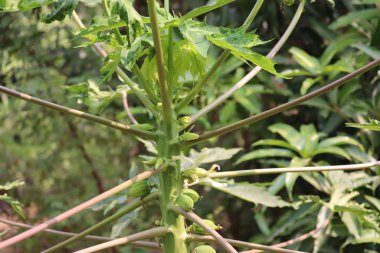 organik yeşil papaya ya da ağaçtaki çiçek