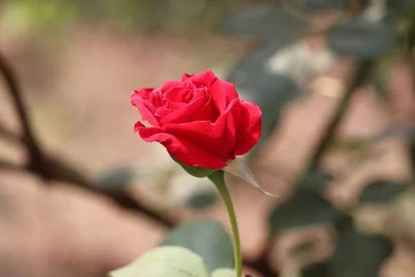 Bella rosa rossa sul roseto nel prato in un giardino — Foto Stock