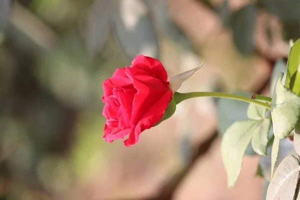 Vacker rosa ros på rosenträdgården på äng i en trädgård — Stockfoto