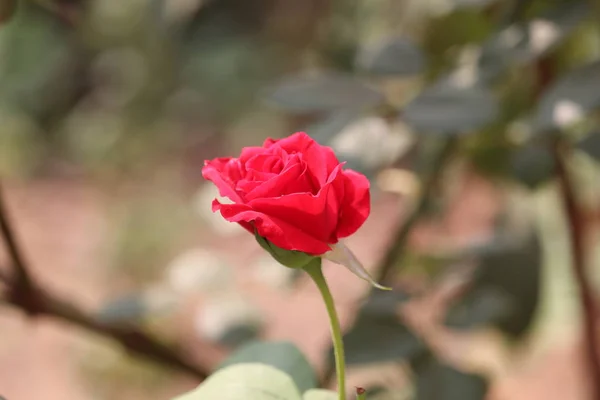 Bella rosa rossa sul roseto in primavera in un giardino — Foto Stock