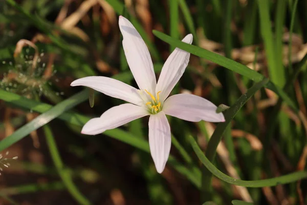 Frumoasa floare de crin alb — Fotografie, imagine de stoc